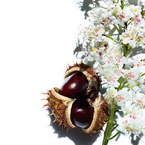 Horse Chestnut Escin