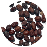 Jojoba