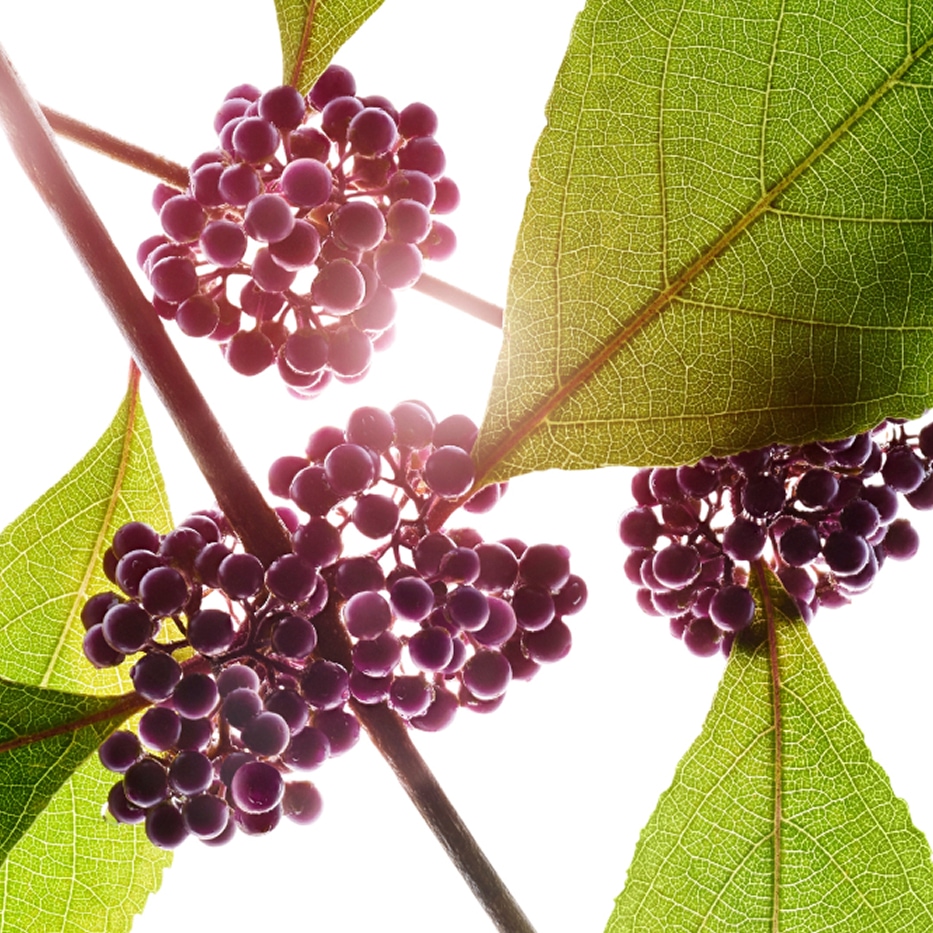 Sk&oslash;nhedsb&aelig;r-Sk&oslash;nheds b&aelig;r ekstrakt-Callicarpa japonica fruit extract