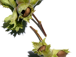 Hazelnut ingredient