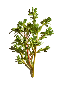 Portulakk
