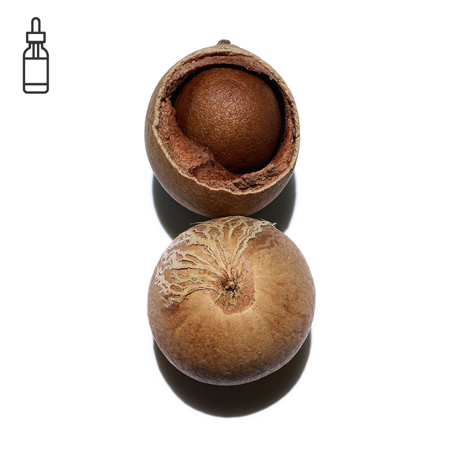 Tamanu-&Oslash;kologisk tamanu olie-Calophyllum inophyllum seed oil