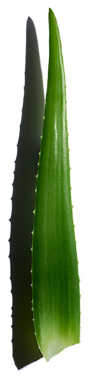 Aloe vera